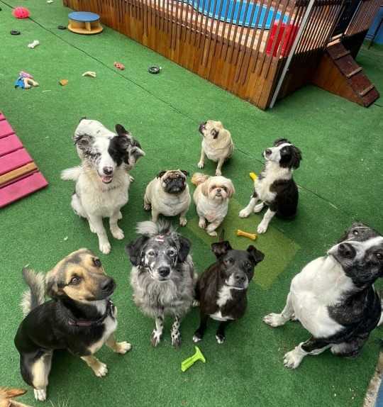 Cachorro deitado descansando e satisfeito