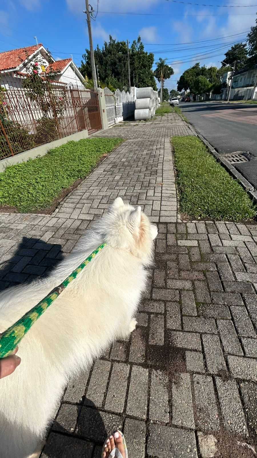 Dog Walker Landing Image