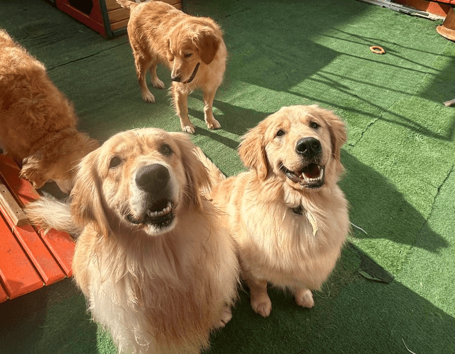 Cachorros sorridentes